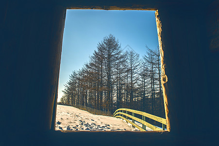 在阳光明媚的冬天看到窗外的松林图片
