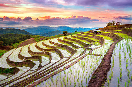 泰国清迈的班邦皮阿大米田旅行爬坡土地旅游日落稻田假期植物食物栽培图片