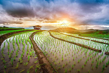 泰国清迈的班邦皮阿大米田栽培爬坡旅游地球小屋阳台环境假期生态植物图片