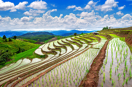 泰国清迈的班邦皮阿大米田植物旅游土地日落爬坡稻田环境生态旅行阳台图片