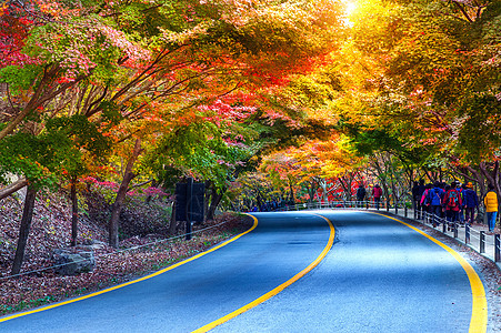 秋天在韩国国家公园阳光旅行绿色树叶乡村红色公园森林季节黄色图片