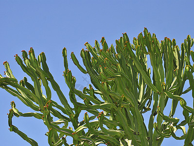 Cactus 工厂晴天纪念碑植物蓝色天空干旱沙漠绿色太阳国家图片