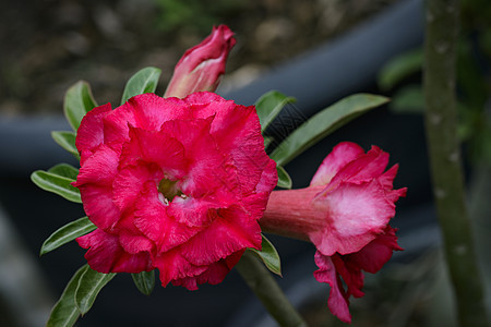 花园中美丽的红色花的图像百合生长植物群热带公园玫瑰植物学园艺叶子花朵图片