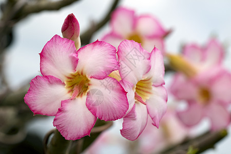 花园中美丽的粉红色zalea花朵的图像生长百合花瓣植物植物群园艺植物学沙漠叶子玫瑰图片