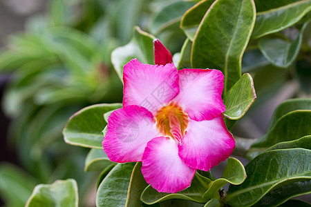 花园中美丽的粉红色zalea花朵的图像百合公园植物群园艺生长热带沙漠叶子玫瑰花瓣图片