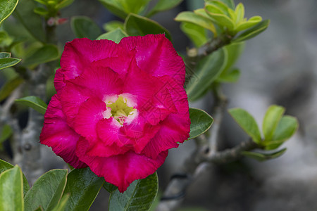 花园中美丽的红色花的图像沙漠花瓣叶子玫瑰园艺公园百合植物学嘲笑植物图片