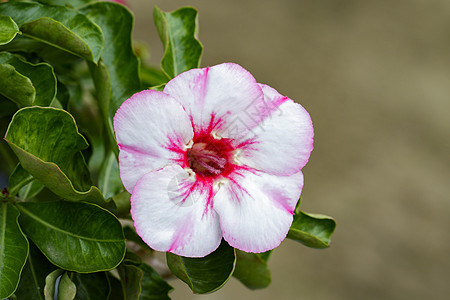 花园中美丽的粉红色zalea花朵的图像园艺沙漠热带植物群生长玫瑰植物学嘲笑叶子植物图片
