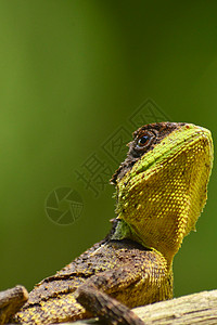脊柱蜥蜴雨林眼睛岩石叶子动物爬虫热带壁虎地面荒野图片