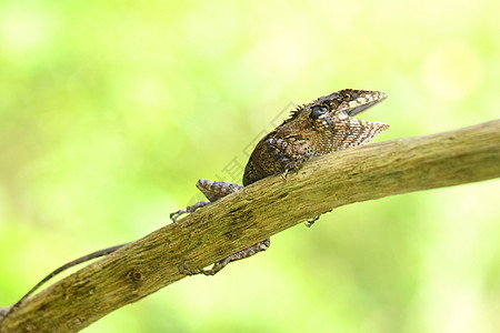 大蜥蜴岩石眼睛爬虫热带雨林蓝色脊椎动物森林叶子地面图片