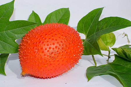 脊椎苦瓜食物水果种子季节菠萝蜜围栏葫芦橙子植物叶子图片