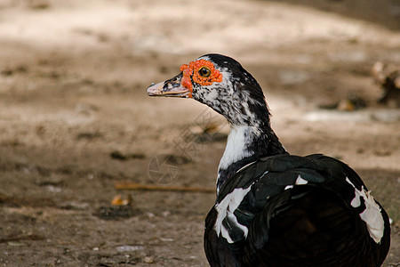黑鸭水鸟翅膀保护区飞行宠物剪裁野鸟脊椎动物野生动物男性背景图片