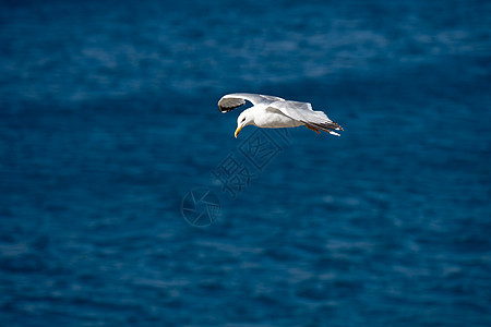 单一海鸥飞鸟 在清蓝海开翅膀空气羽毛野生动物自由白色航班动物荒野背景蓝色图片