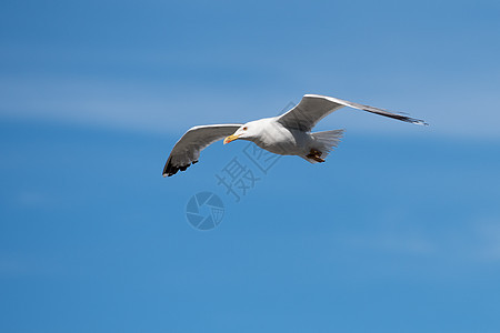 单一海鸥飞鸟 在清蓝天空上开翅膀羽毛空气动物白色航班背景自由蓝色海鸟野生动物图片