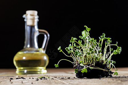 新鲜的豆芽水芹 黑土地 木桌子 花盆在t营养蔬菜草本植物小吃传统生长食物沙拉叶子花园图片
