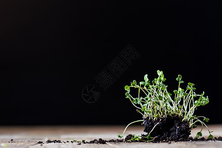 新鲜的豆芽水芹 黑土地 木桌子 花盆在t食物沙漠传统花园蔬菜岩石小吃植物草本植物沙拉图片