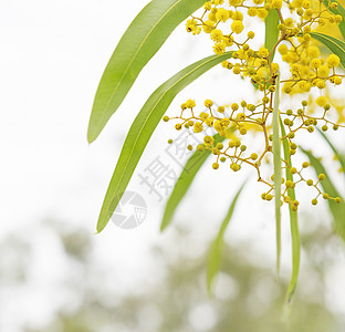 澳大利亚春珠花 澳洲图片