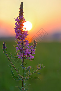 Larkspur 二坚金粉色花瓣植物胡桃木蜜蜂漏洞飞燕昆虫日落公园背景图片