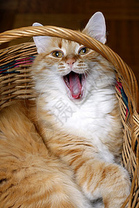 红猫捕食者乐趣橙子白色哺乳动物小猫动物毛皮红色猫科图片