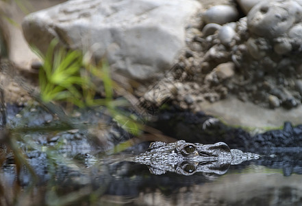 鳄鱼在水中游泳动物危险眼睛食肉牙齿沼泽水池爬虫野生动物池塘图片