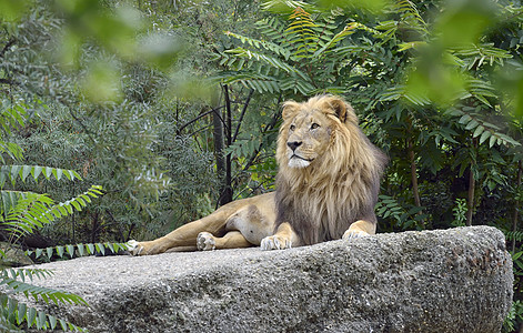 野非洲狮子动物园野生动物母狮手指哺乳动物日志晶须动物国王毛皮图片