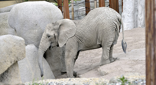 动物园大象婴儿生态新生野生动物草原家庭小象荒野情感灰色动物图片
