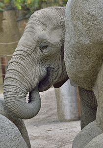 动物园大象婴儿母亲力量家庭野生动物哺乳动物小象动物生态情感荒野图片