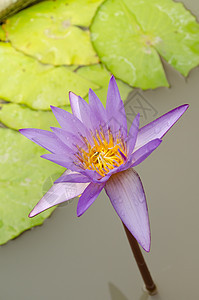 粉红色莲花花在花朵中漂浮花卉植物庭园粉色叶子花瓣背景绿色图片