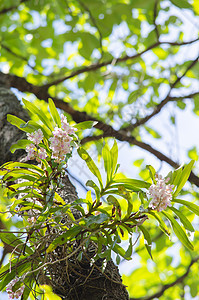 兰花是林地的生长花卉绿色粉色花瓣叶子植物庭园背景图片