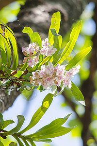 兰花是林地的生长叶子粉色庭园植物花瓣绿色背景花卉图片
