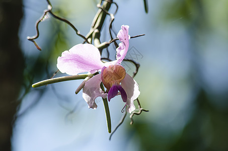 兰花是林地的生长背景花瓣花卉庭园植物叶子绿色粉色图片