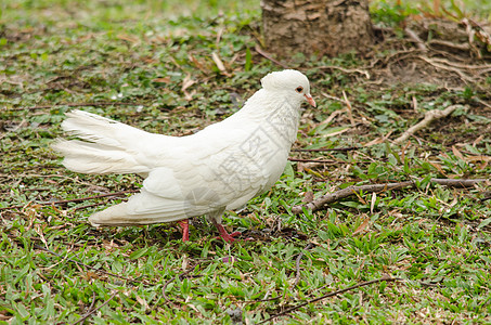 花园里的岩鸽子自由翅膀羽毛动物群白色飞行男性大道移民鸟类图片