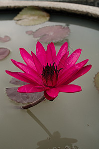 粉红色莲花花在花朵中漂浮绿色植物庭园背景花卉花瓣粉色叶子图片