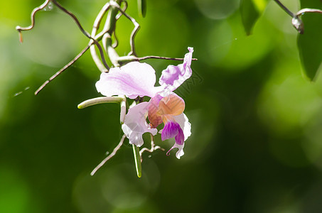 兰花是林地的生长粉色花卉背景植物叶子绿色花瓣庭园图片