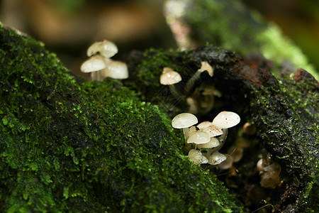 林中森林中的蘑菇树叶绿色植物生长纹理热带绿叶宏观框架环境图片
