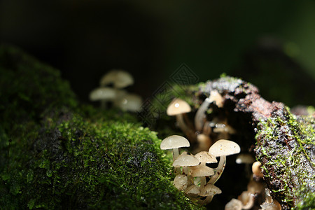 林中森林中的蘑菇绿叶植物群绿色叶子热带树叶纹理植物生长环境图片