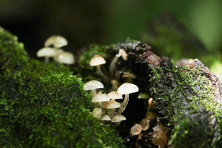 林中森林中的蘑菇绿叶框架纹理植物绿色宏观环境热带叶子生长图片