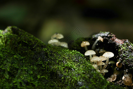 林中森林中的蘑菇纹理热带植物宏观绿色绿叶树叶叶子框架植物群图片