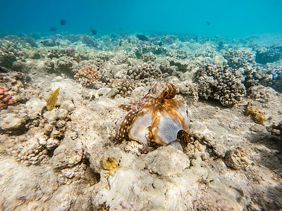 珊瑚礁上的章鱼野生动物潜水生活鱿鱼荒野热带蓝色珊瑚旅游触手图片