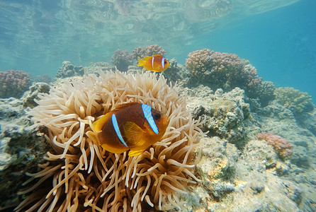 埃及红海阿内蒙 马萨亚拉姆(Marsa Alam)图片