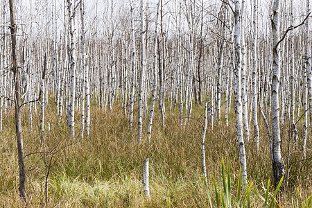 伯赫背景背景分支机构树叶植物群林地风景团体树干叶子树木木材图片