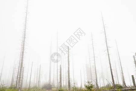 福吉白日木头森林松树荒野季节枯木阴影树干山脉林地图片