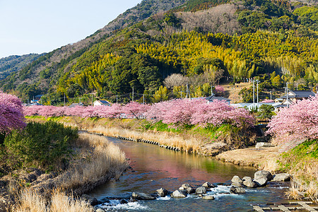 樱花和川津河图片