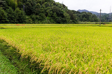 稻米田农业种植园粮食植物季节草地太阳土地热带森林图片