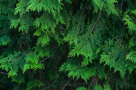 绿松树绿色植物学植物针叶树叶环境图片