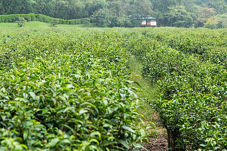 茶叶农场土地环境场地栽培风景农村种植园植物群生长季节图片