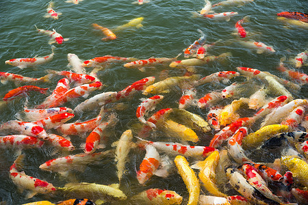 池塘中的小树鱼花园橙子生活文化团体鲤鱼热带公园摄影红色图片