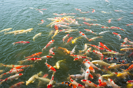 池塘中的小海鱼植物金鱼热带鲤鱼橙子花园繁荣游泳金子公园图片
