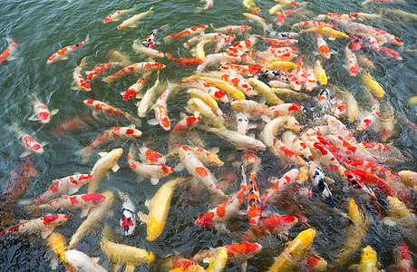 色彩多彩的科伊鱼池游泳食物橙子池塘鲤鱼情调异国红色白色金鱼图片