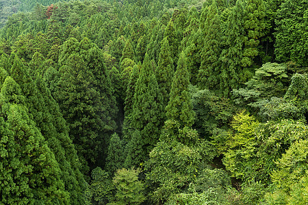 绿色森林山图片