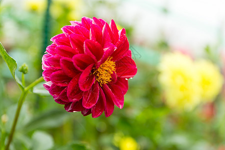 菊花花园花束植物学阳光橙子植物群植物花朵热情花瓣花园图片